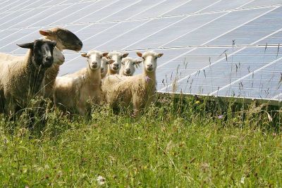 Solarschafe - die Klimaretter
